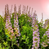 LUPIN FLOWERS