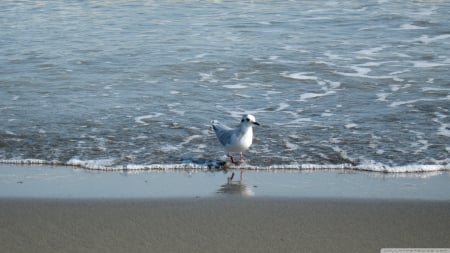 seagull - beach, seagull, water, bird