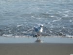 seagull