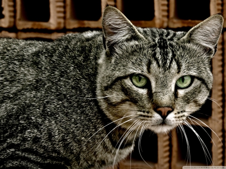 grey cat - tabby, grey, feline, cat