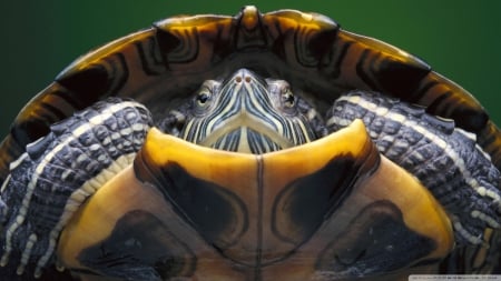 hipaniolan slider - turtle, shell, slider, hispaniolan