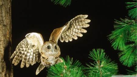 owl in fir tree - owl, fir, bird, tree