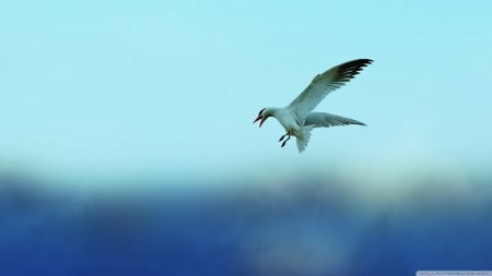 seagull - bird, blue, seagull, sky