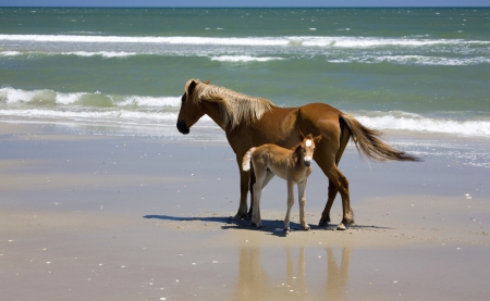 horses - wallp, horses, animals, poni