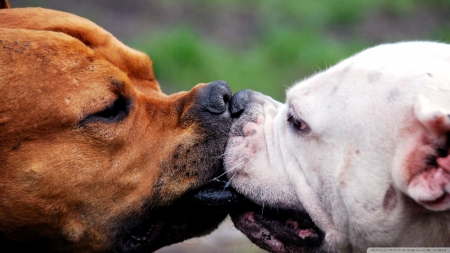 dogs at play - canine, dog, terrior, bull