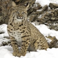 winter snow bobcat