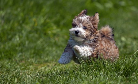 Havanese puppy - wallp, dogs, animals, Havanese puppy