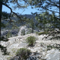 tahoe trees