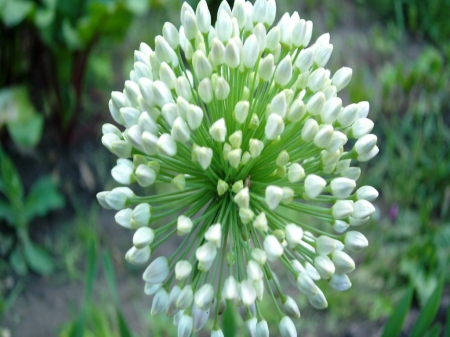 White Flowers - flowers, white, nature, macro