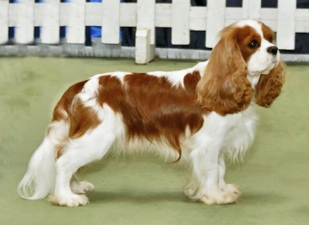 spaniel - wallp, spaniel, dogs, animals