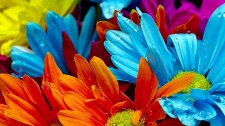 Colourful Gerbera - yellow, blue, colourful, pink, orange, flowers, dew, red, gerbera