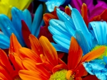 Colourful Gerbera