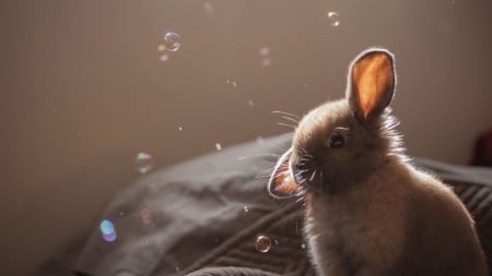 Cute brown bunny - rosent, brown, rabbit, animal, bunny, bubbles, cute, bubble