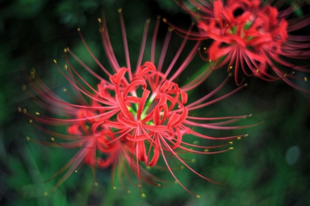 Beautiful Flowers - flowers, garden, red, nature