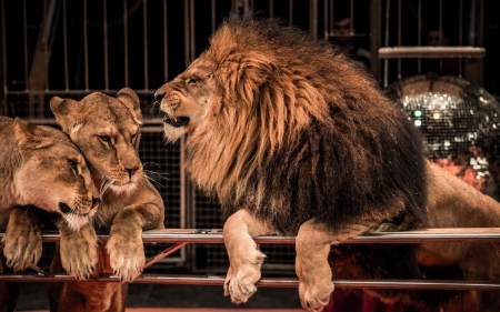 Lions - animal, leo, lion, zodiac, circus