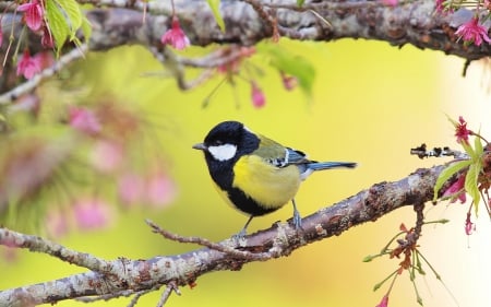 Bird - flower, bird, pink, cute, spring, yellow, branch