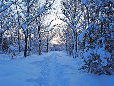 Winter Morning - morning, trees, forest, snow, winter, ditch, path