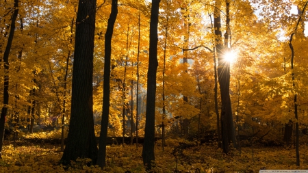 Fall colours in sunrise forest