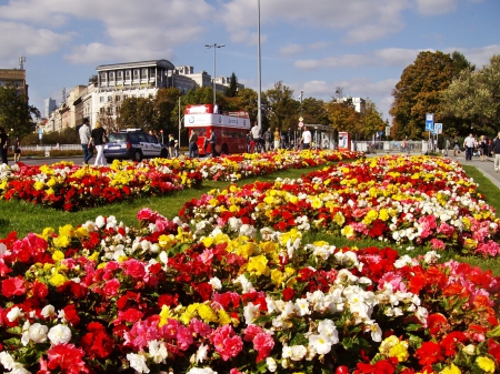 begonias - warsaw, summer, flowers, begonias