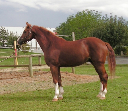 HORSE - nature, Horses, animals, fields