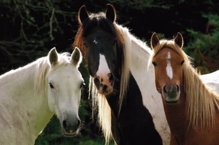 HORSES - nature, Horses, animals, fields