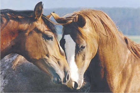 TOGETHER - nature, horses, love, animals, care