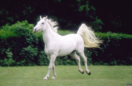 WHITE HORSE - white, fields, nature, free, horse, animals