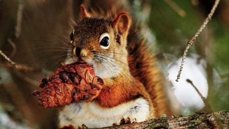 Cute Little Squirrel - brown, squirrel, forest, pine cone, cute, little