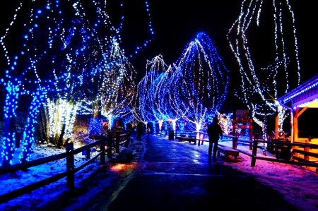 GORGEOUS DISPLAY OF LIGHTS - winter, christmaslights, gorgeous, beautiful