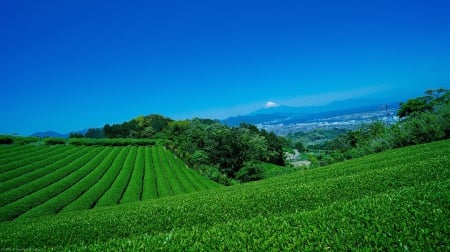 Hakone View - nature, sky, japan, mountain, scenery, field, hakone, japanese