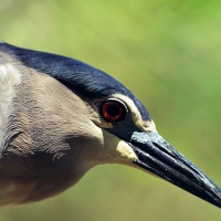 bird portrait