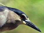 bird portrait