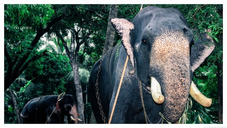 dreams - jungle, elephant, leaf, tree