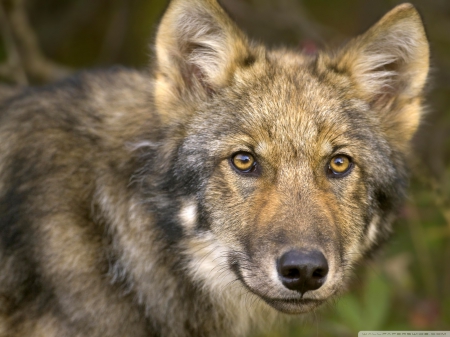 timber wolf - canine, wolf, timber, dog