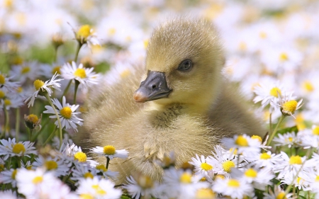 Baby Duckling in Daisies - animal, duck, flowers, baby