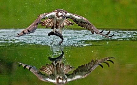 Osprey catching a Fish - fish, animals, birds, osprey