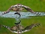 Osprey catching a Fish