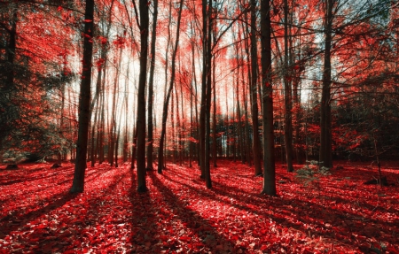 â™¥ - nature, autumn, forest, red