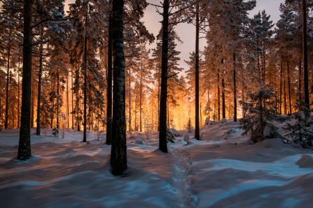 Winter Sunshine - sunshine, popular, forests, trees, sunlight, winter, wallpaper, nature, forest, snow