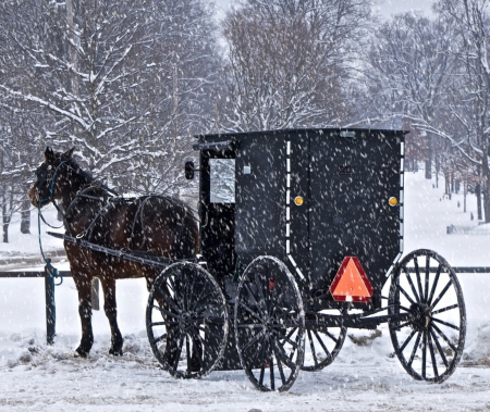 Amish buggy in snow - snowfall, buggy, horse, winter, black, amish