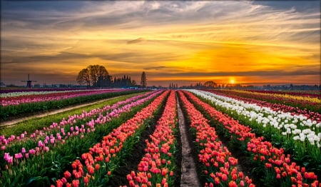 Beautiful tulip field - field, tulips, colors, sunset