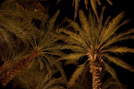 Palms - beautiful, palms, fields, trees