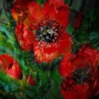 Poppies