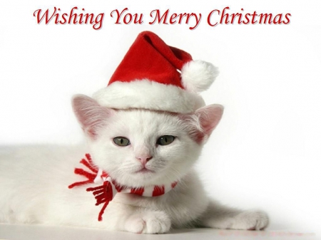 Merry Christmas - hat, cat, xmas, festive, season