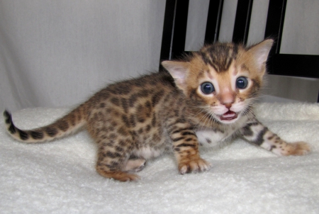 Bengal kitten. - cute, bengal, kitten, chair