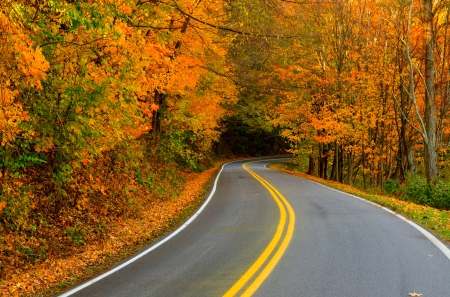 Autumn - fall, trees, nature, autumn, road, autumn splendor, forest, woods