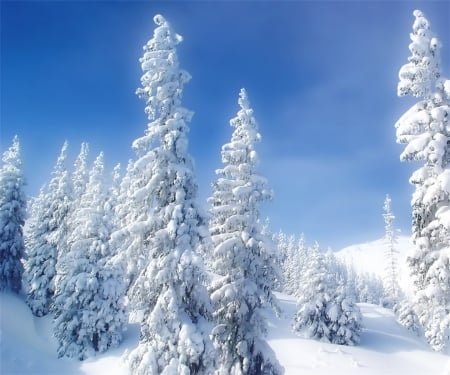 Christmas Forest - white, sky, forest, winter, trees, blue, snow