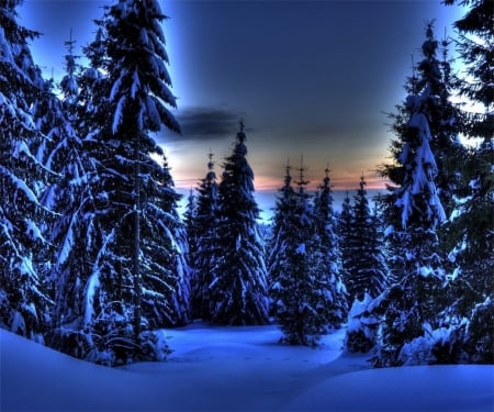 Blue Winter - forest, winter, abstract, blue, bright, trees, sunset, nature, snow, colorful