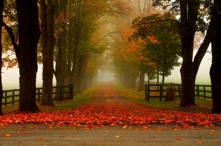 Autumn - autumn, trees, autumn splendor, mist, nature, fall, forest, woods, fog, leaves