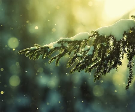 Winter's Blanket - branch, winter, snowflakes, snow, tree, white, nature, green, cold